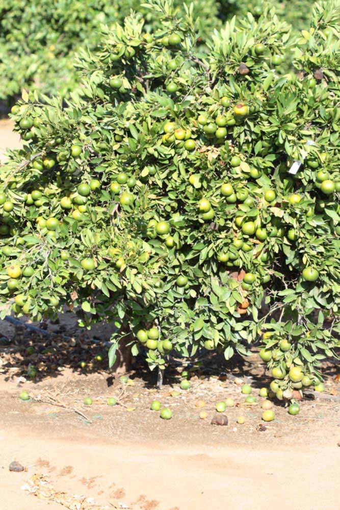              Habit (Riverside, CA)       